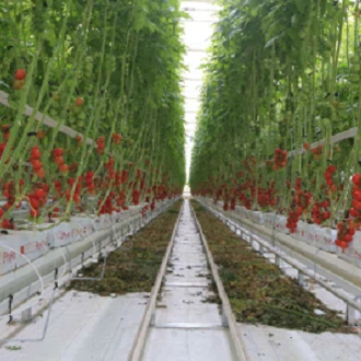Томатная гидропонная теплица