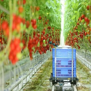 Теплица томатного завода